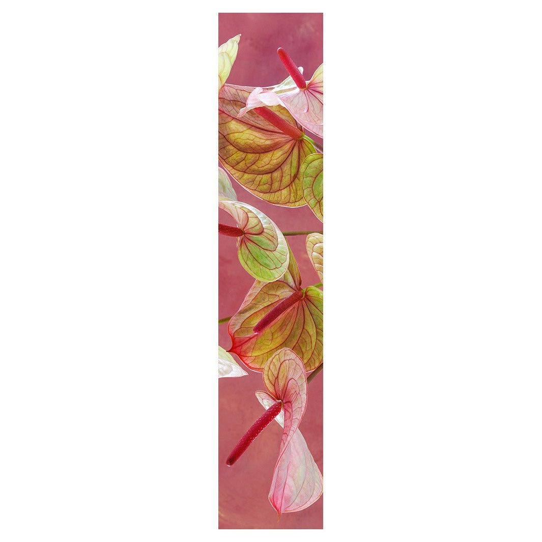 ANTHURIUM LIGHT PINK AND GREEN ON MAGENTA TABLE RUNNER