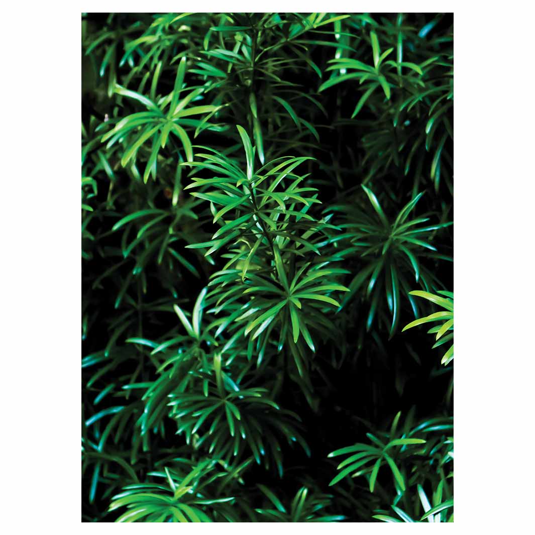 LEAVES GREEN TREE TEA TOWEL