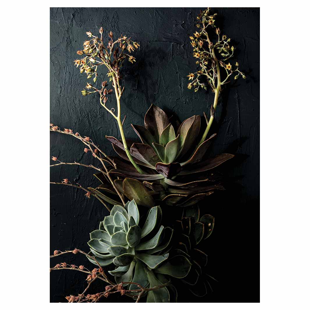 NATURAL GREEN ALOE BUSH WITH LEAVES TEA TOWEL