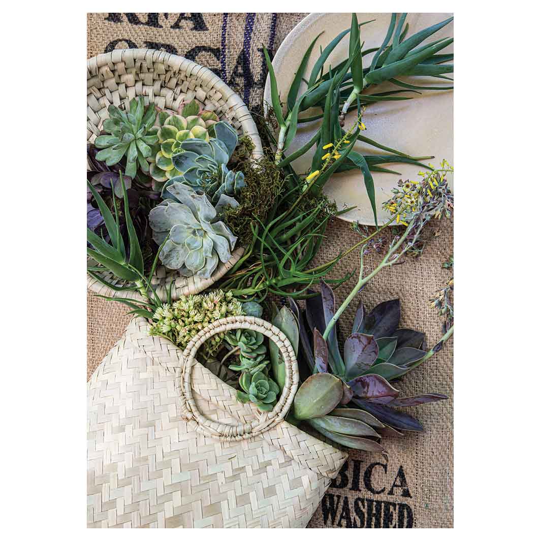 NATURAL GREEN ALOE BOUQUET IN BASKET ON HESSIAN TEA TOWEL
