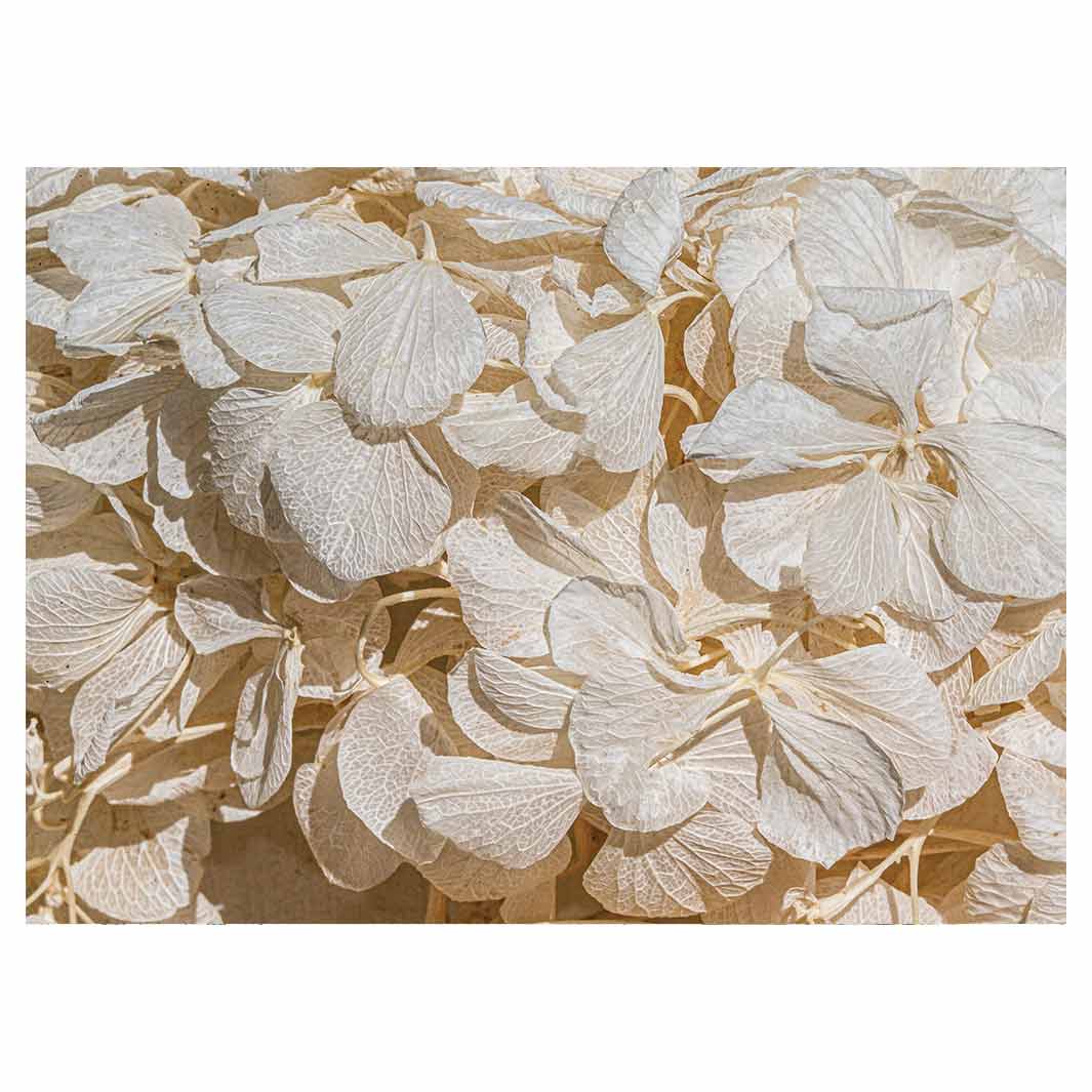 FLORAL CREAM BLEACHED HYDRANGEA LEAVES TEA TRAY
