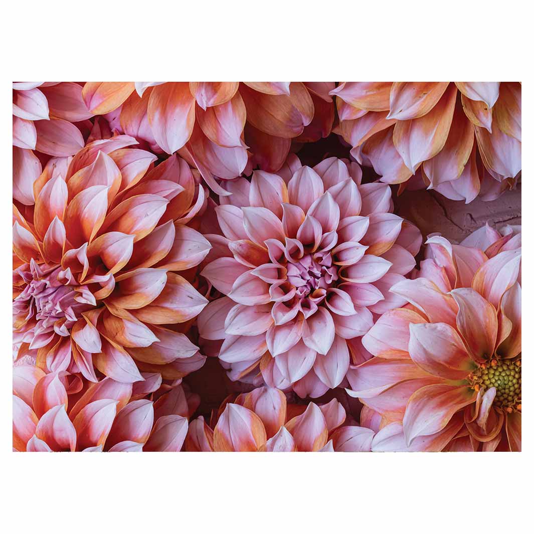 FLORAL PINK AND ORANGE DAHLIA FLOWERS TEA TRAY
