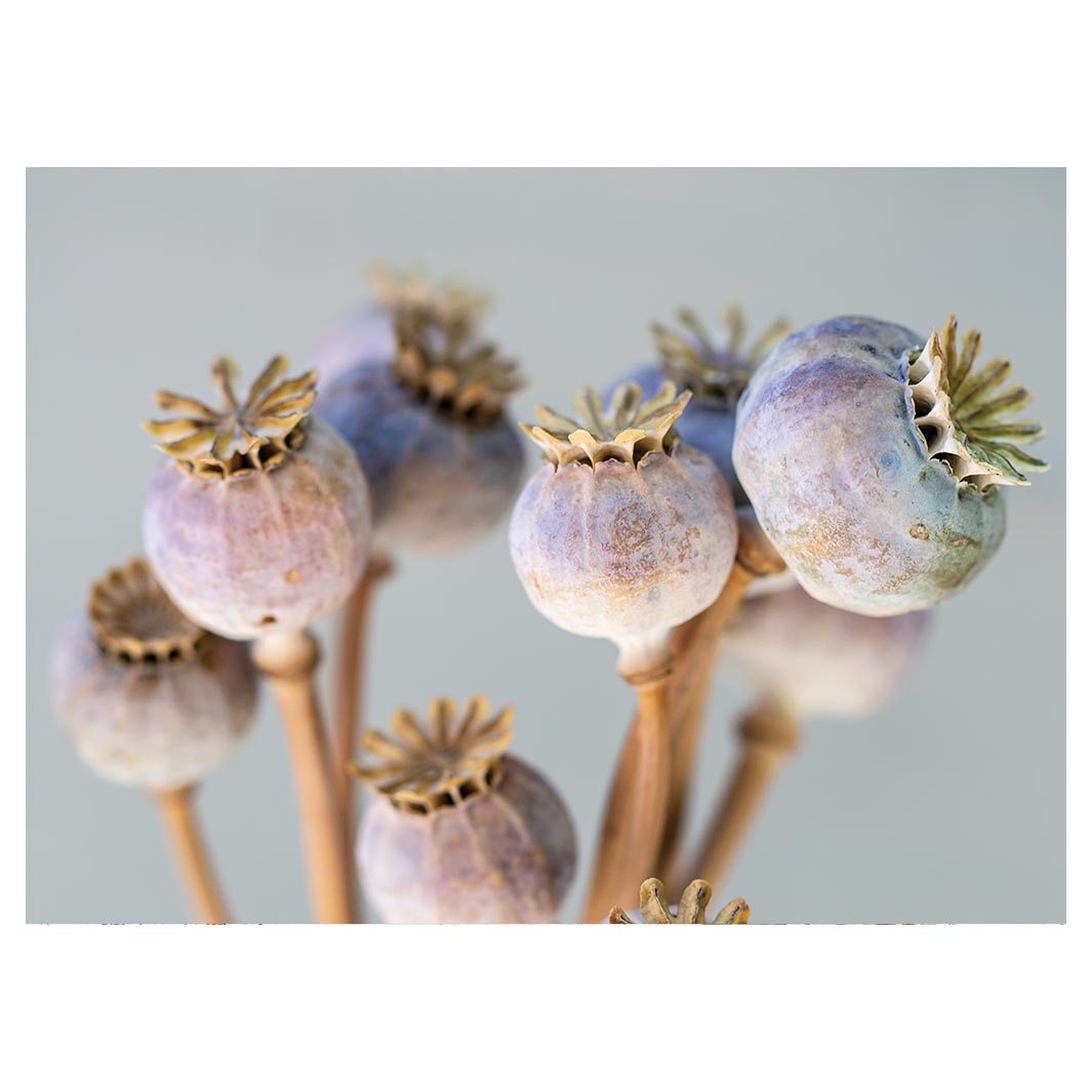 NATURAL PURPLE GIANT POPPY SEED BUNCH ON GREY TEA TRAY