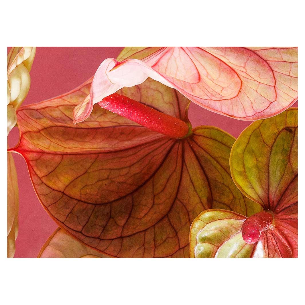 ANTHURIUM LIGHT PINK AND GREEN ON MAGENTA TEA TRAY