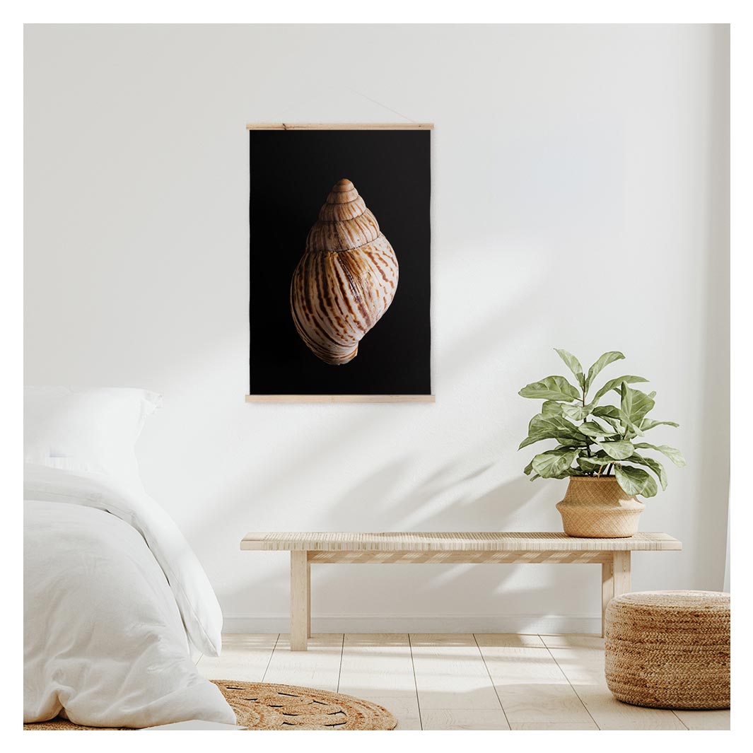 SMOOTH SEA SHELL ON BLACK WALL HANGING