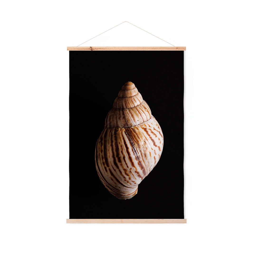 SMOOTH SEA SHELL ON BLACK WALL HANGING