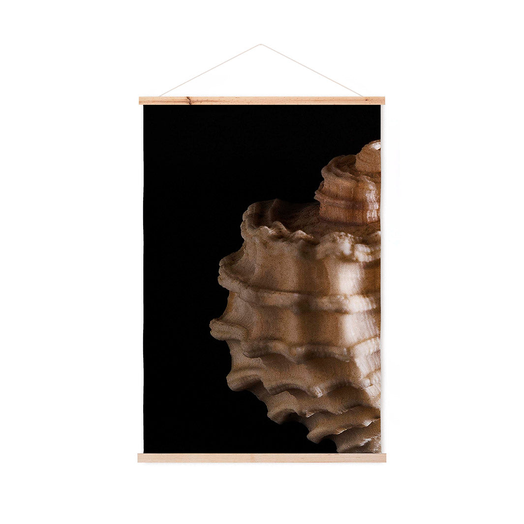 TEXTURED SEA SHELL ON BLACK WALL HANGING