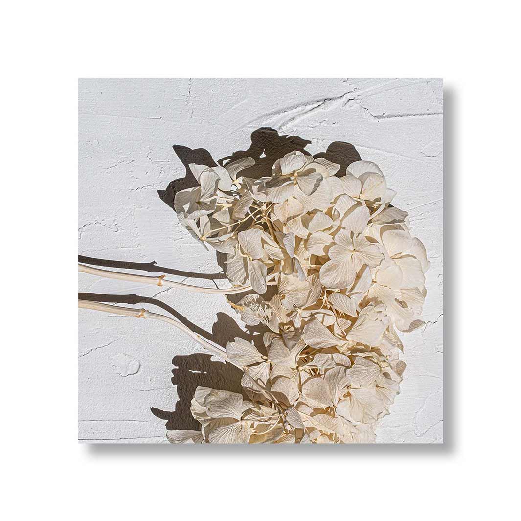 FLORAL CREAM BLEACHED HYDRANGEA BUNCH PERSPEX