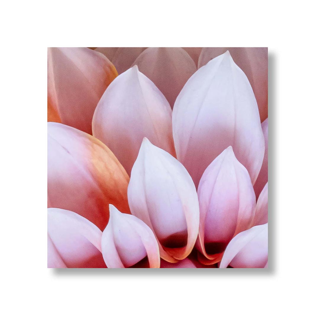 FLORAL LIGHT PINK AND ORANGE DAHLIA FLOWERS PERSPEX