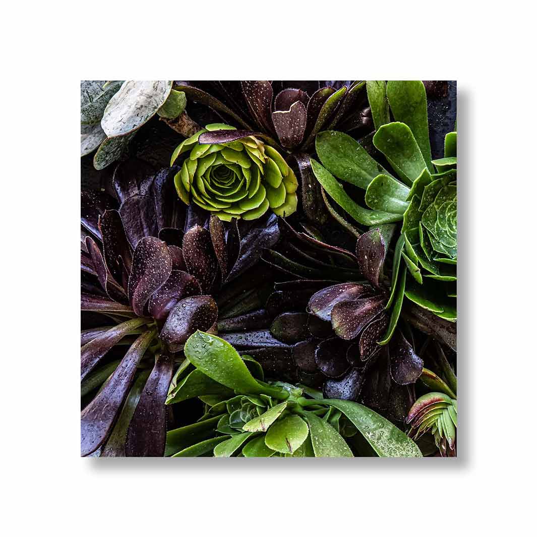 NATURAL GREEN AND PURPLE ALOE GARDEN PERSPEX