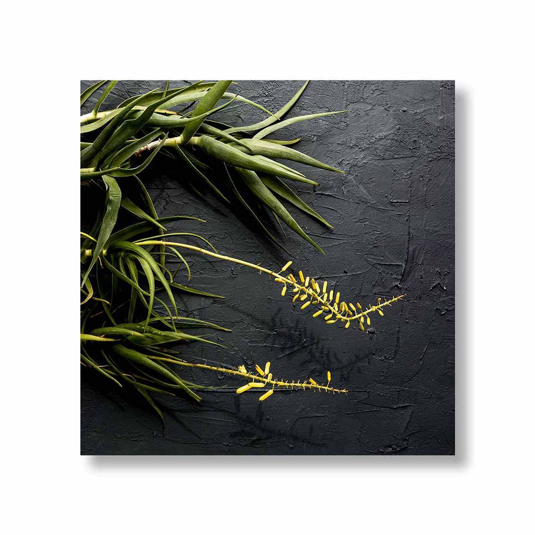 NATURAL YELLOW BLOSSOMS ALOE BUSH ON GREY PERSPEX