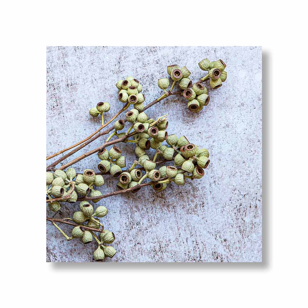NATURAL GREEN NATURAL AMBERNUTS PERSPEX