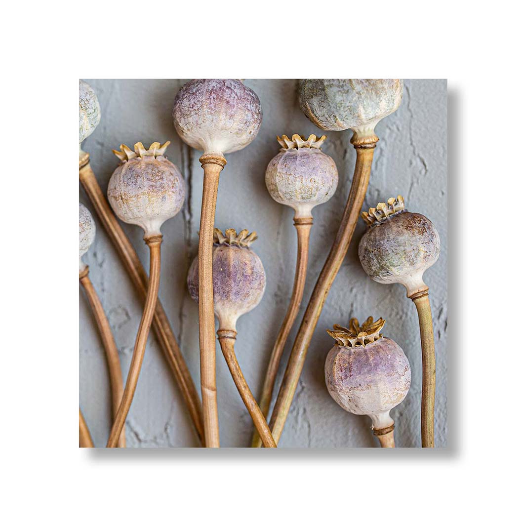 NATURAL PURPLE GIANT POPPY SEEDS ON GREY PERSPEX