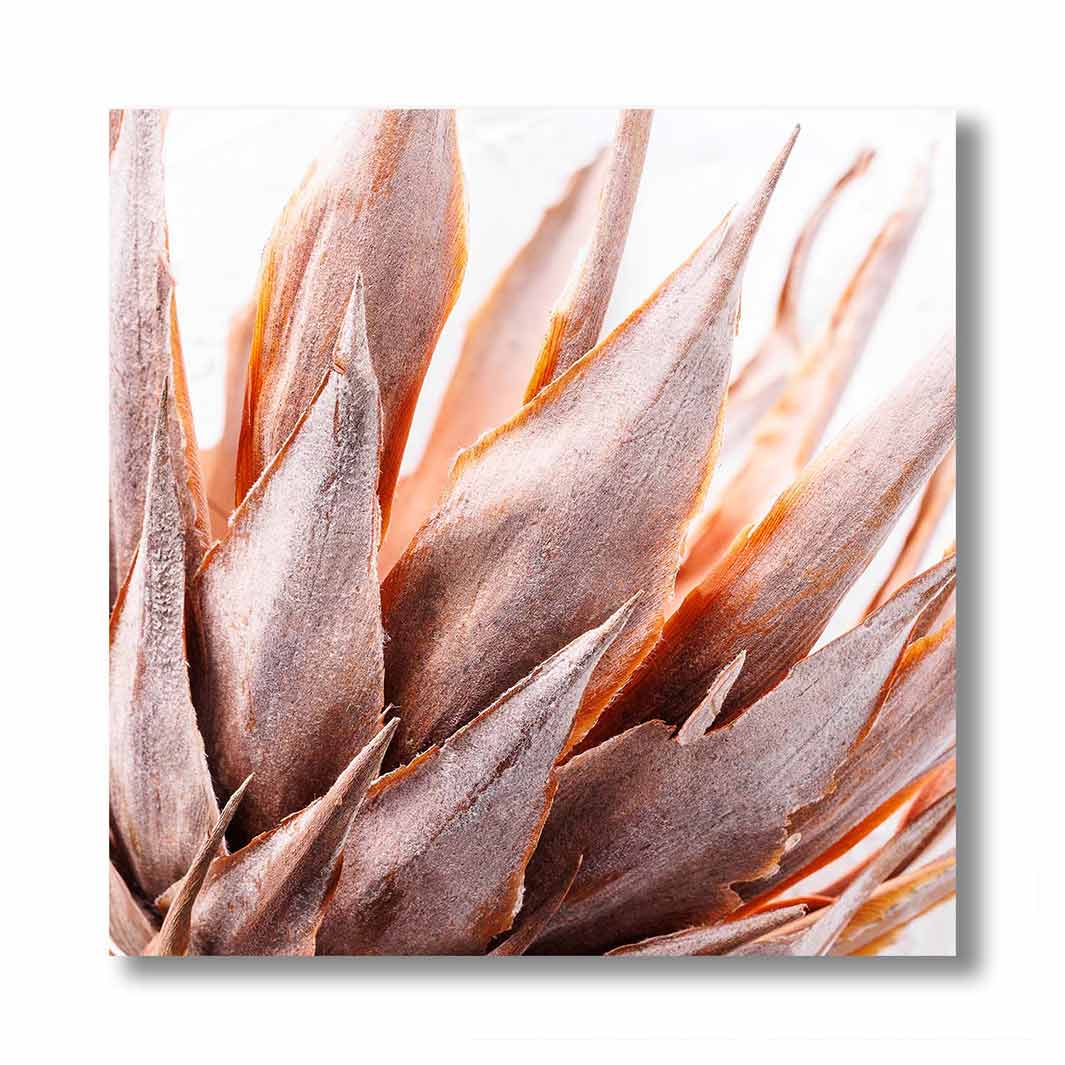 DRIED RUSTIC PINK PROTEA PERSPEX
