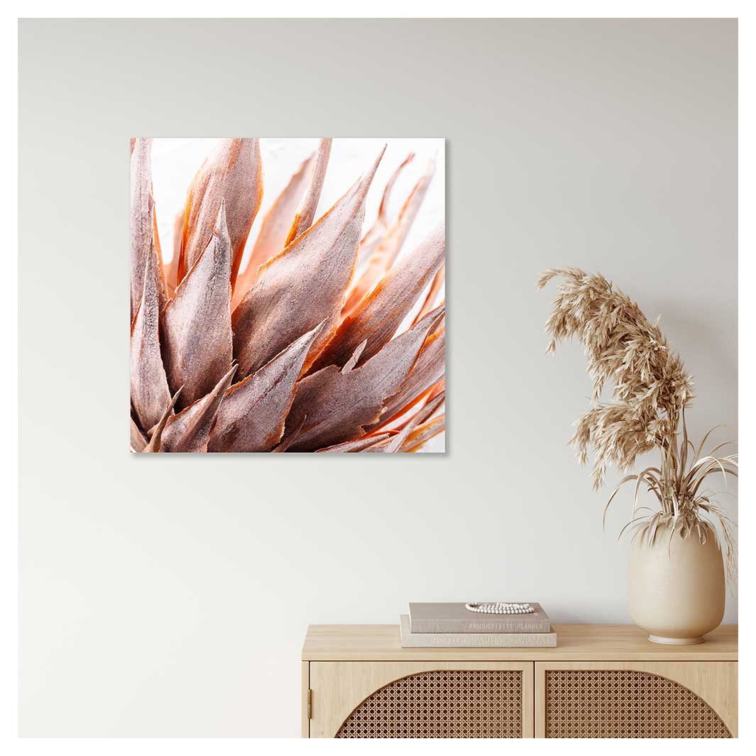DRIED RUSTIC PINK PROTEA PERSPEX