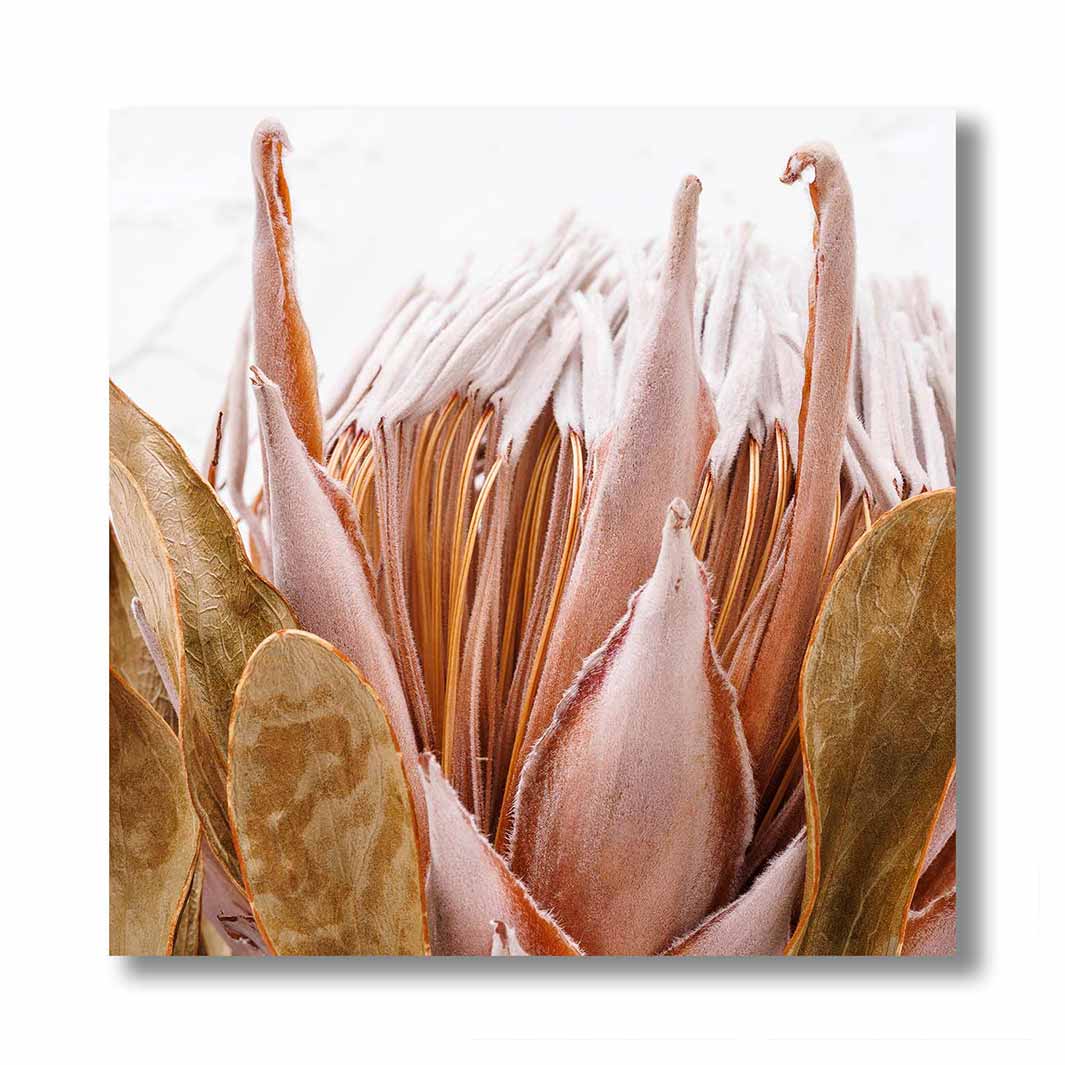 PROTEA MUTED PINK AND OLIVE CLOSEUP PERSPEX