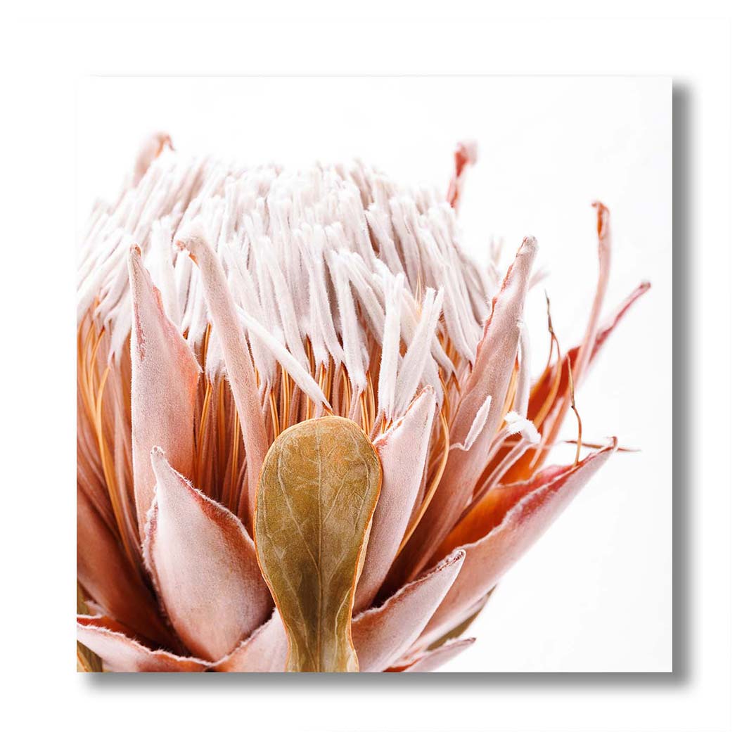 PROTEA DETAILS PINK AND OLIVE PERSPEX
