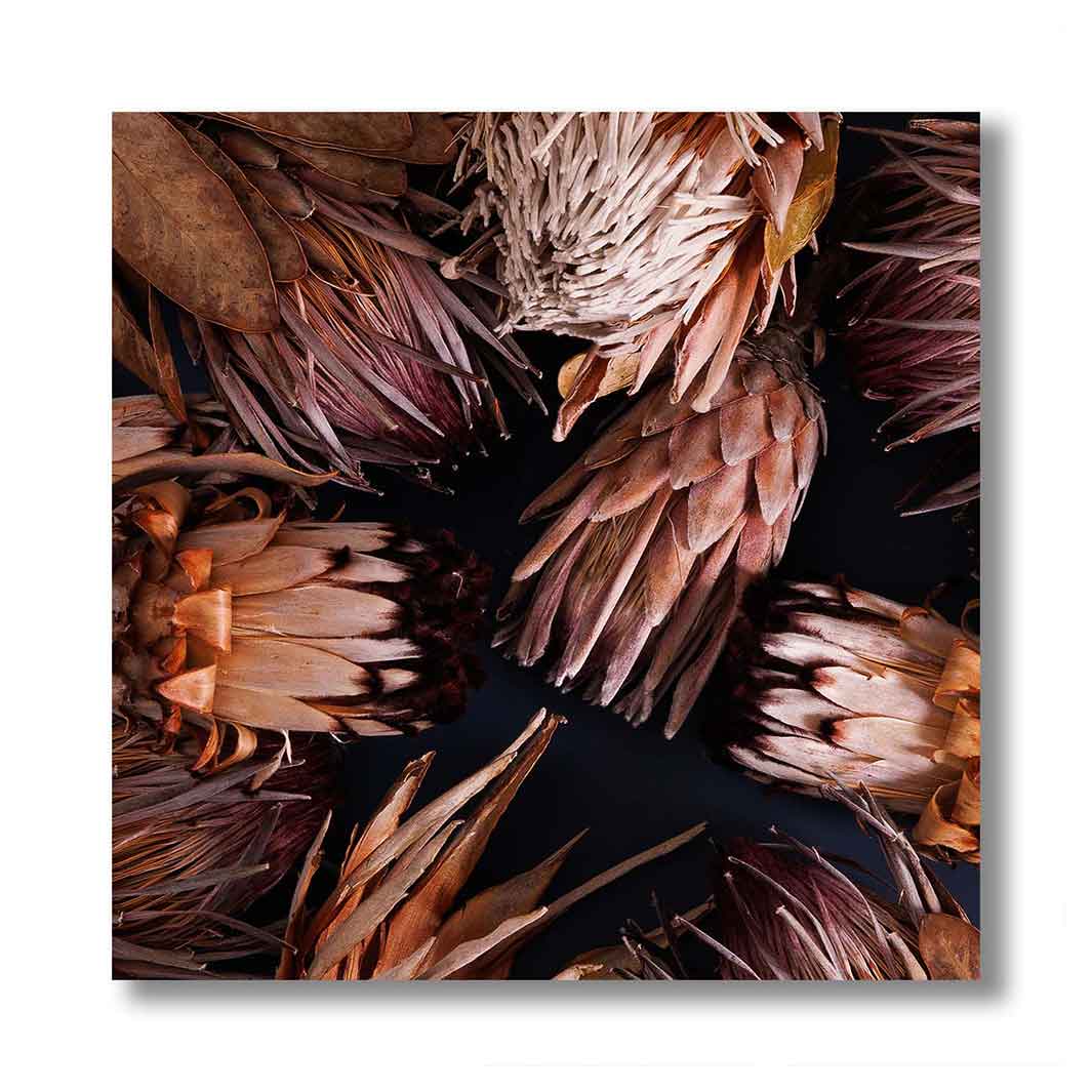 GOLDEN BROWNS PROTEAS PERSPEX