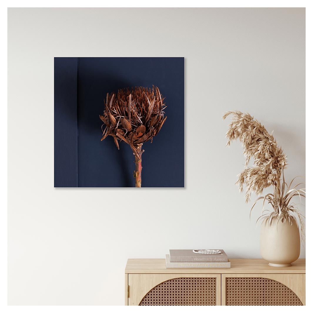 SINGLE DRIED DARK PROTEA ON NAVY PERSPEX