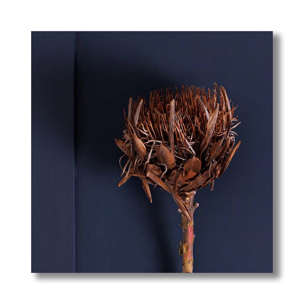 SINGLE DRIED DARK PROTEA ON NAVY PERSPEX