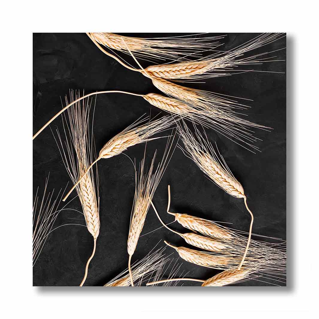 SCATTERED WHEAT ON BLACK PERSPEX
