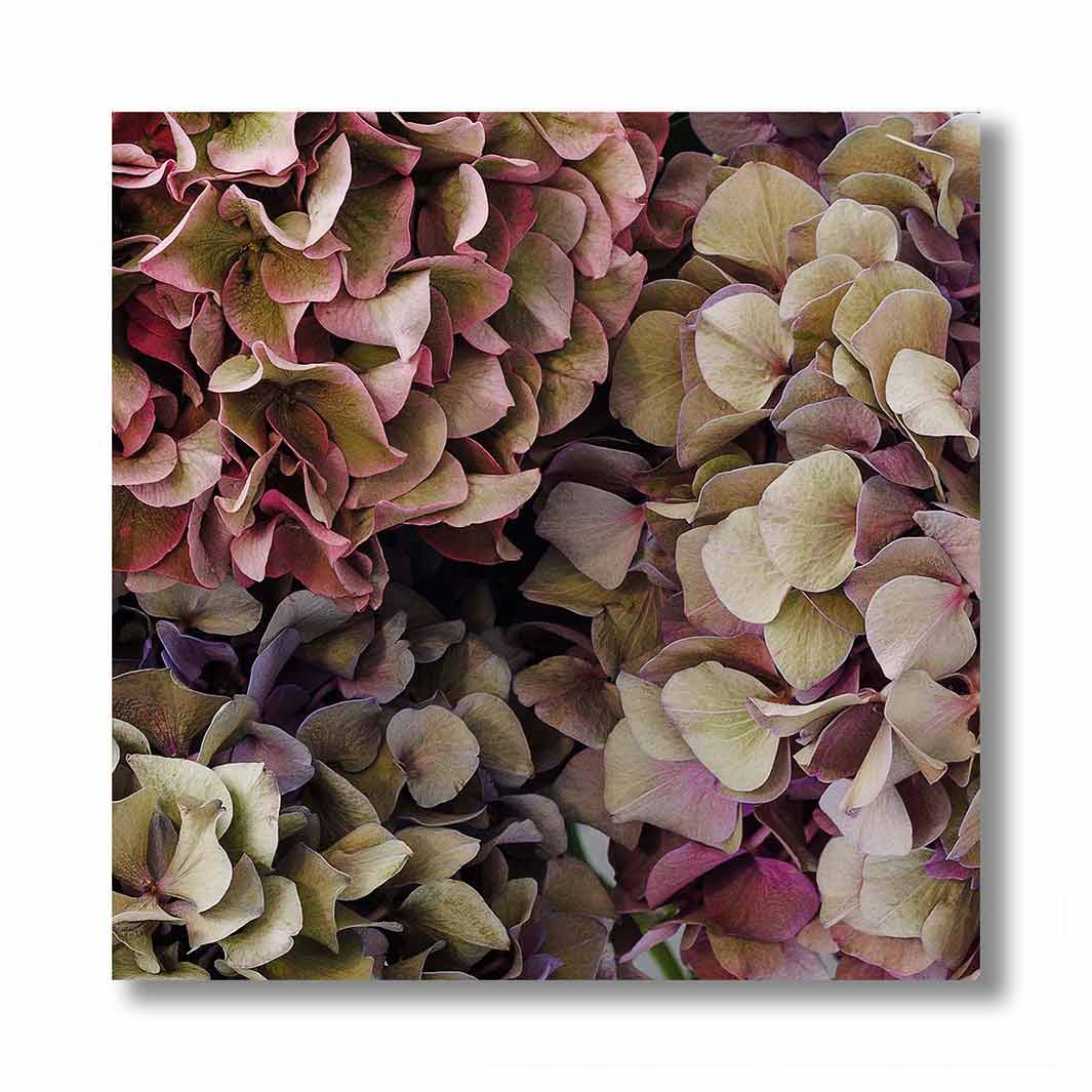 HYDRANGEA DEEP FLORAL TONES PERSPEX