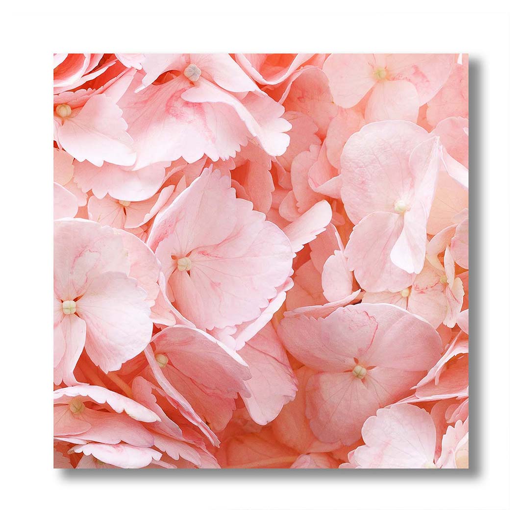 HYDRANGEA SOFT PINK LEAVES PERSPEX