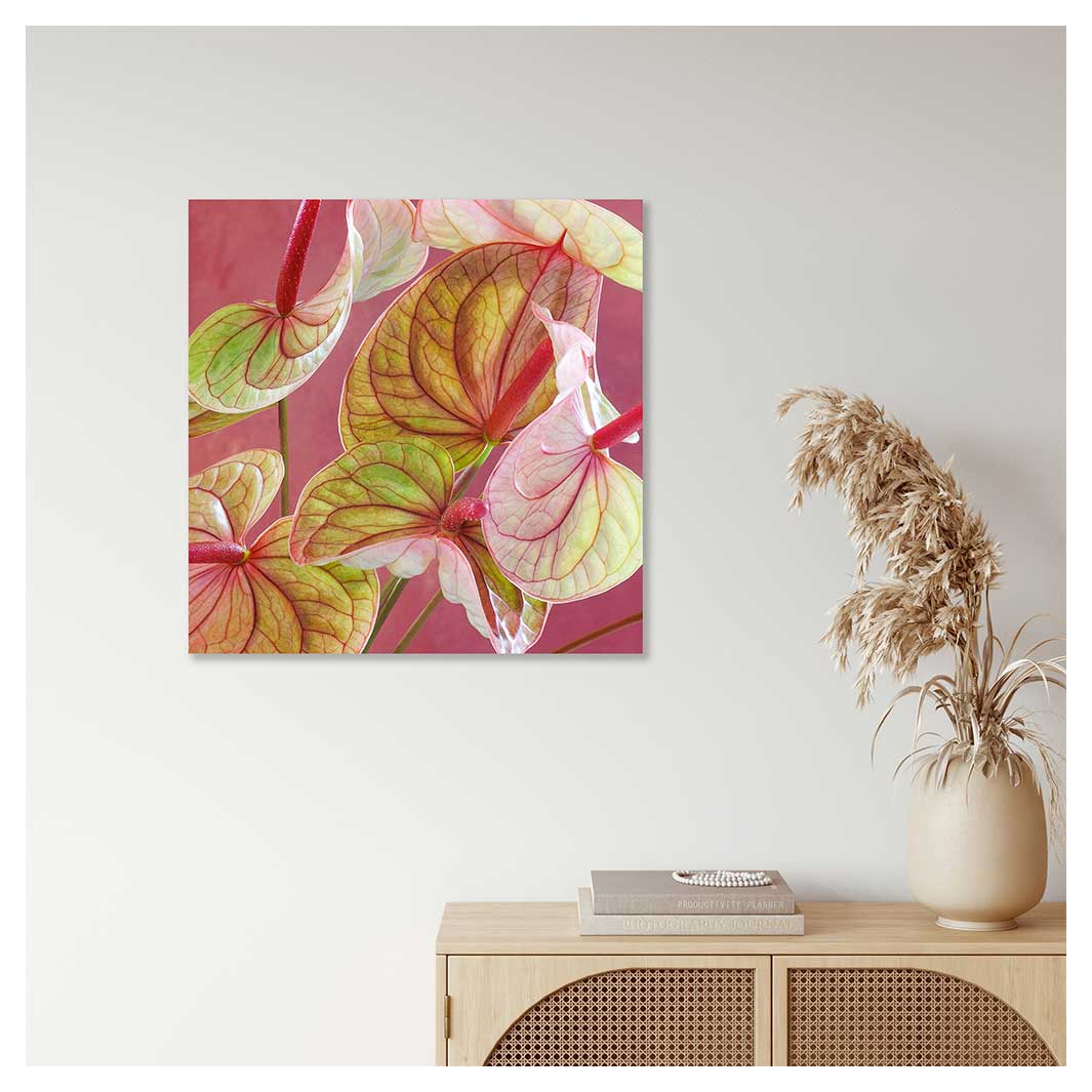 ANTHURIUM LIGHT PINK AND GREEN ON MAGENTA PERSPEX