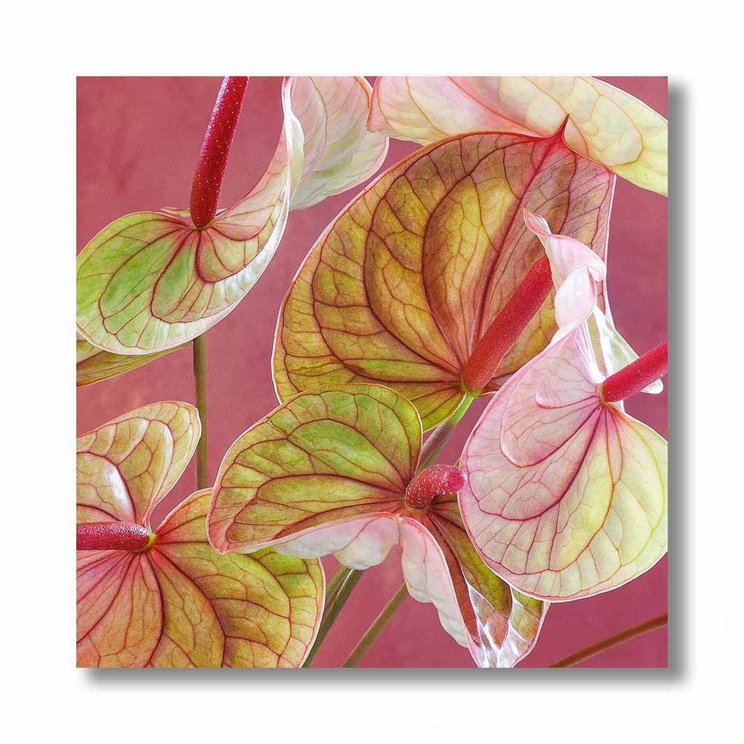 ANTHURIUM LIGHT PINK AND GREEN ON MAGENTA PERSPEX