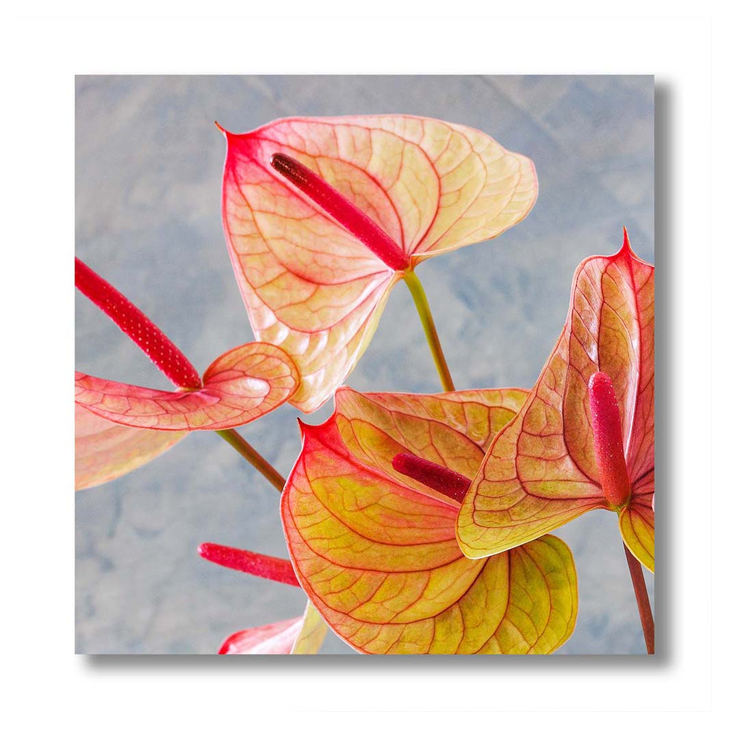 ANTHURIUM LIGHT PINK AND GREEN ON BLUE PERSPEX