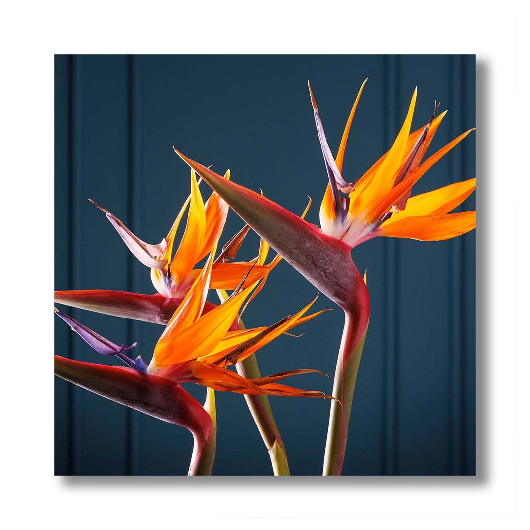 STRELITZIA TRIO ON RICH BLUE PERSPEX