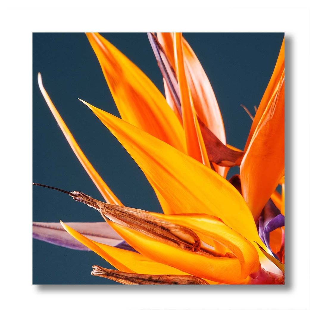 STRELITZIA ORANGE ON BLUE PERSPEX