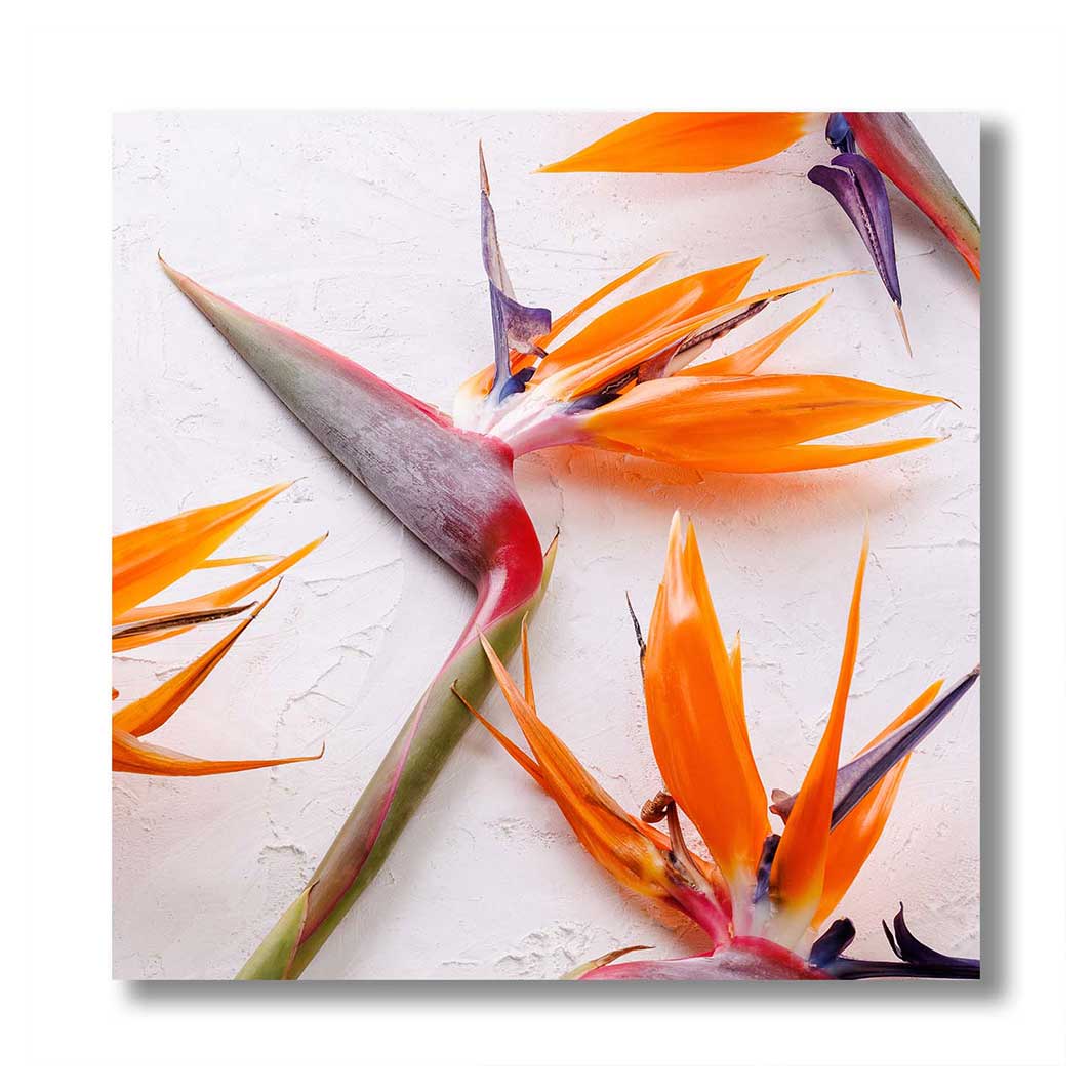 STRELITZIAS ON WHITE PERSPEX