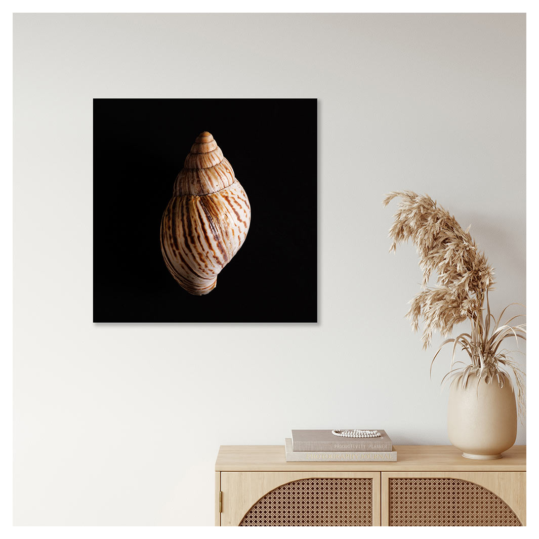 SMOOTH SEA SHELL ON BLACK PERSPEX