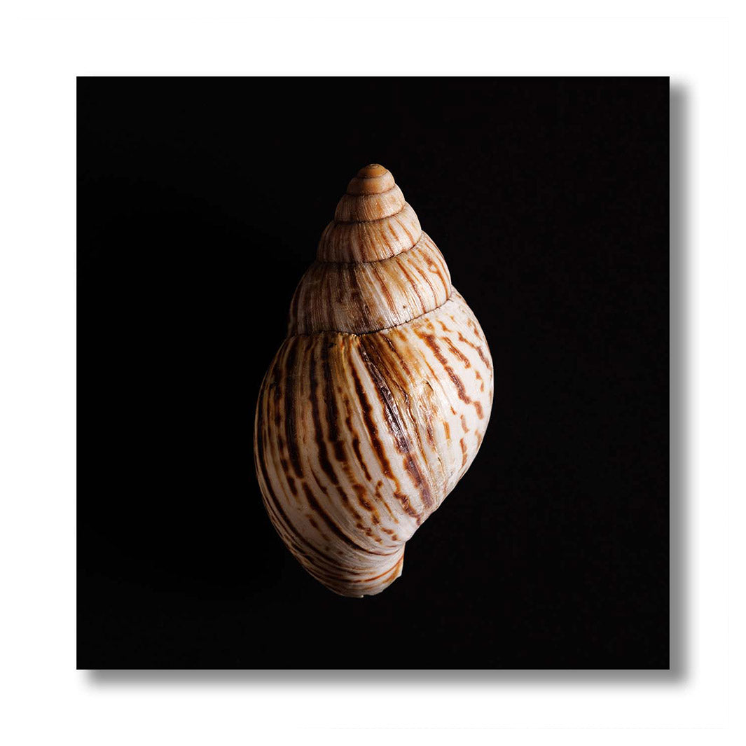 SMOOTH SEA SHELL ON BLACK PERSPEX