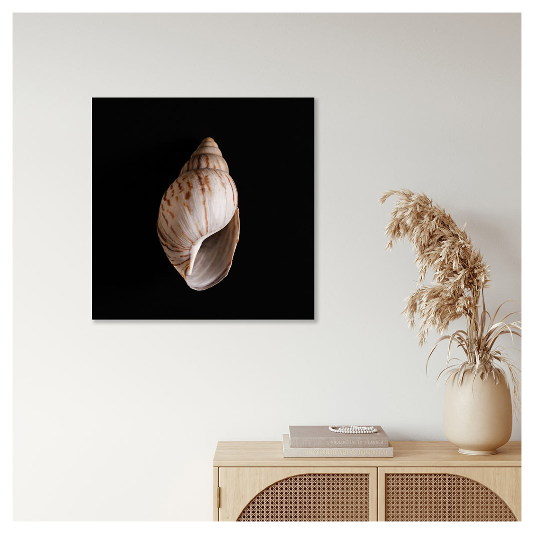 SMOOTH SEA SHELL INSIDE ON BLACK PERSPEX