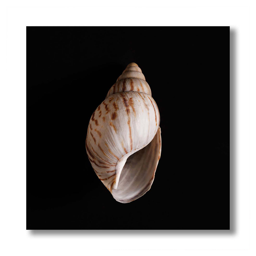 SMOOTH SEA SHELL INSIDE ON BLACK PERSPEX