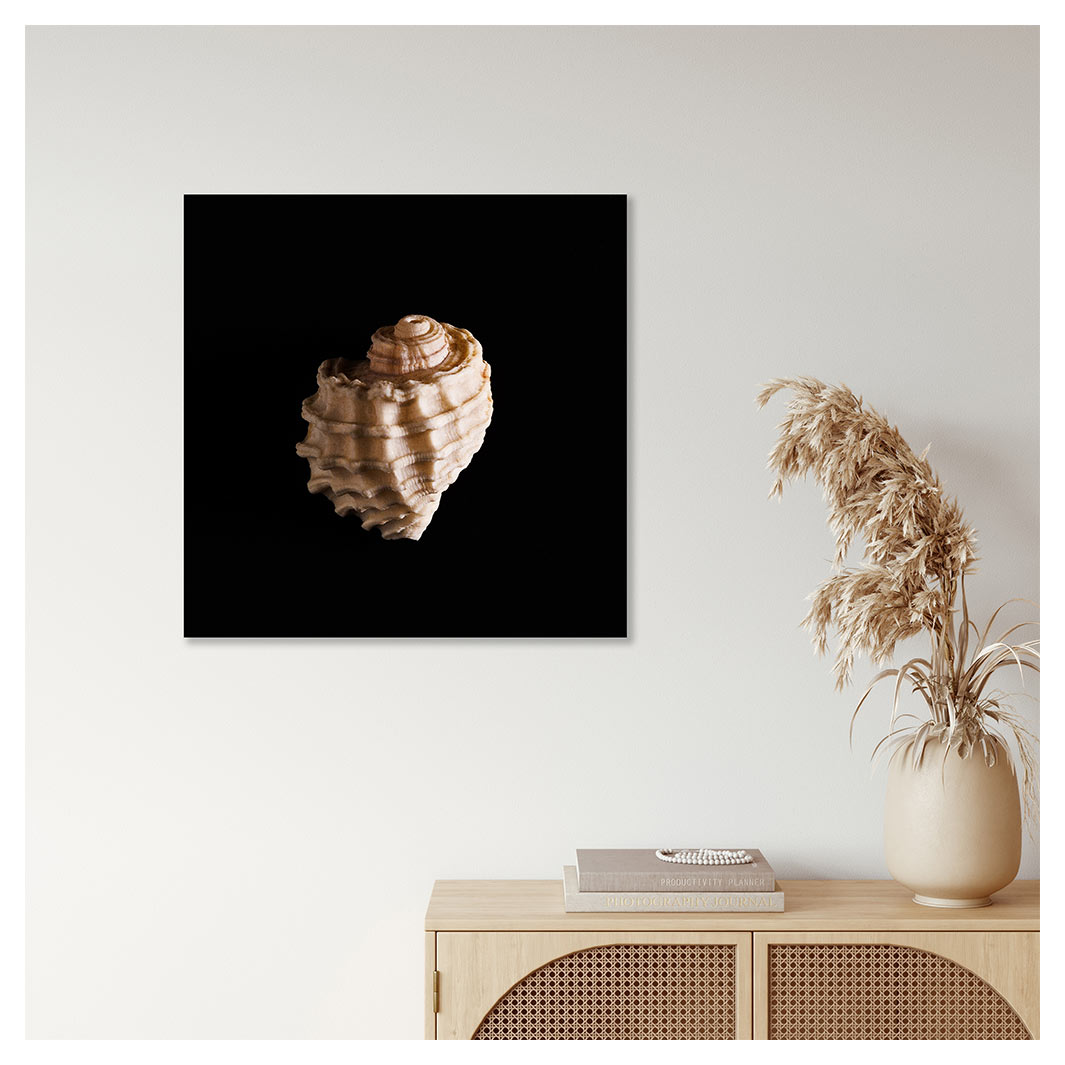 TEXTURED SEA SHELL INSIDE ON BLACK PERSPEX