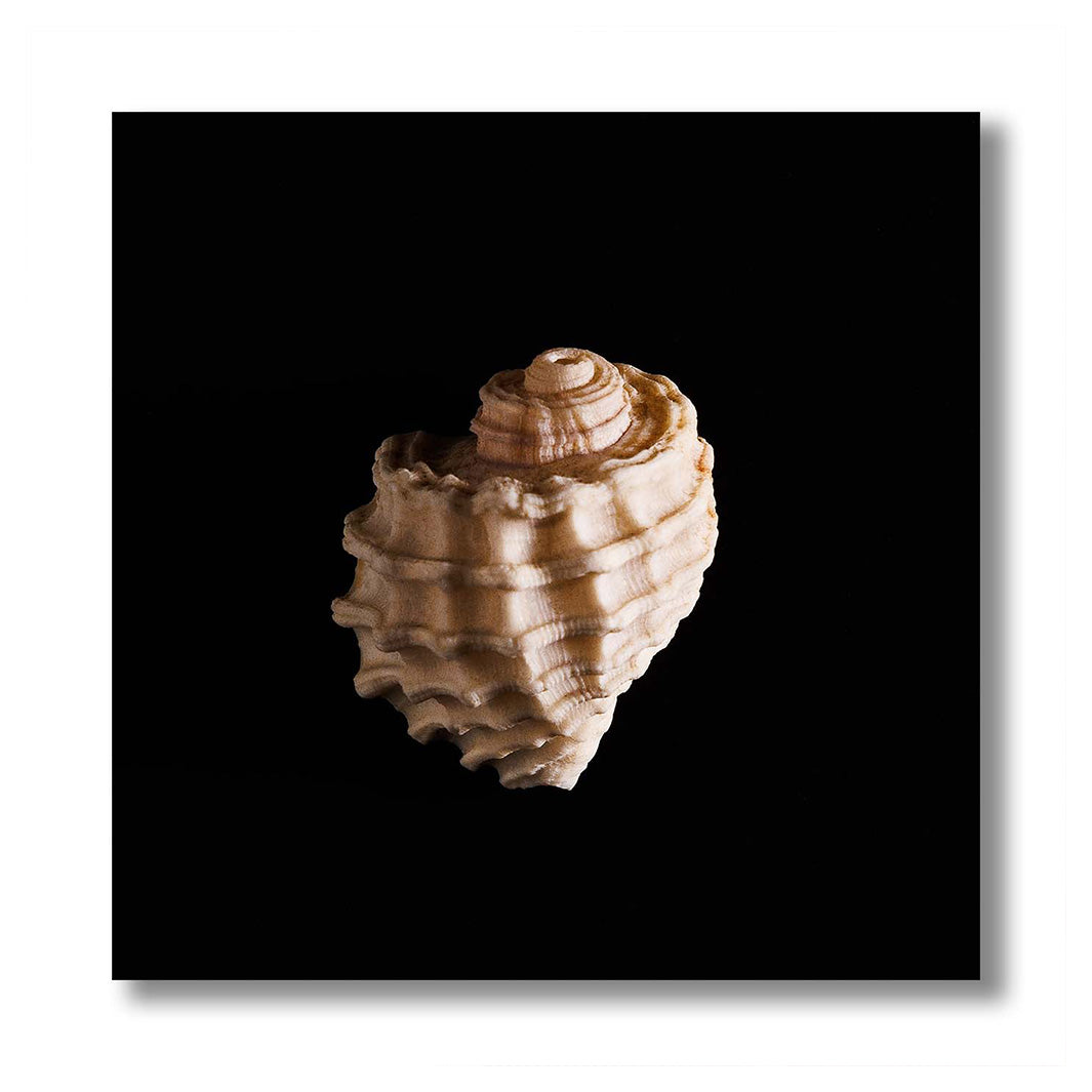 TEXTURED SEA SHELL INSIDE ON BLACK PERSPEX