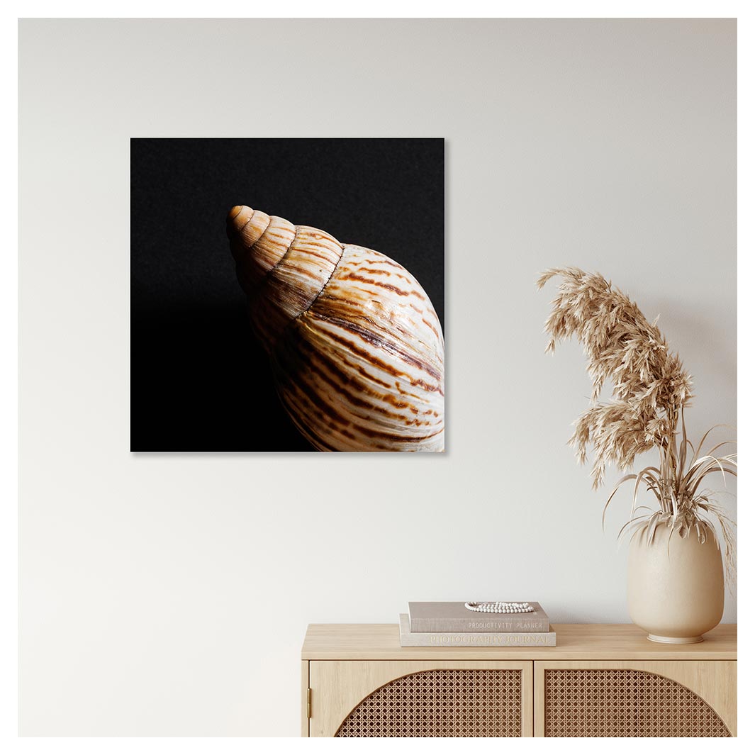 SMOOTH DIAGONAL SEA SHELL INSIDE ON BLACK PERSPEX