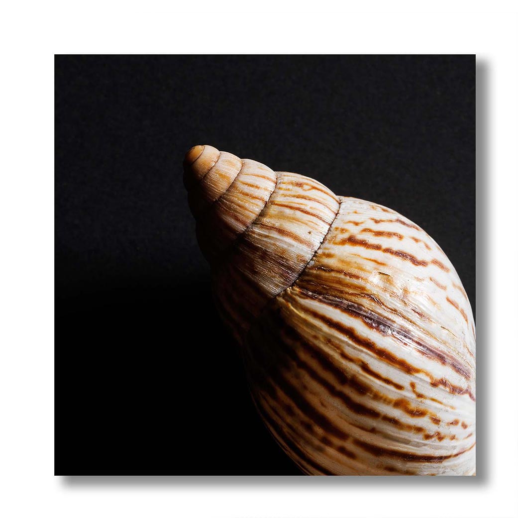 SMOOTH DIAGONAL SEA SHELL INSIDE ON BLACK PERSPEX