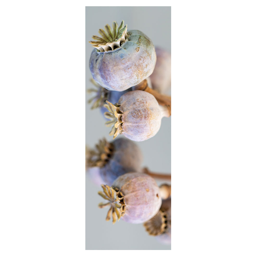 NATURAL PURPLE GIANT POPPY SEED BUNCH ON GREY YOGA MAT