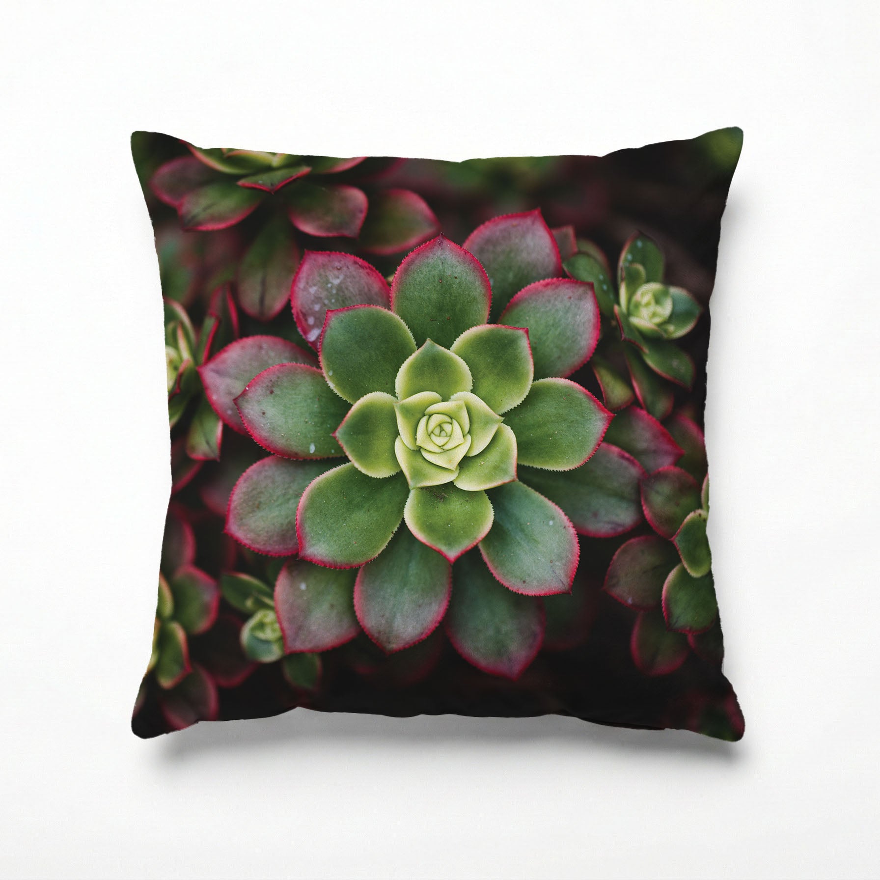 DARK GARDEN SUCCULENTS SCATTER CUSHION