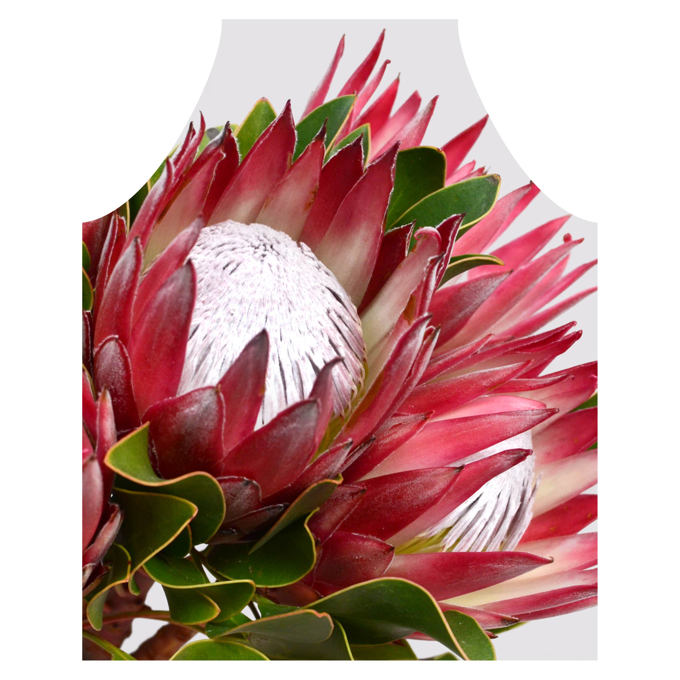 THE CLUSTER PROTEAS APRON