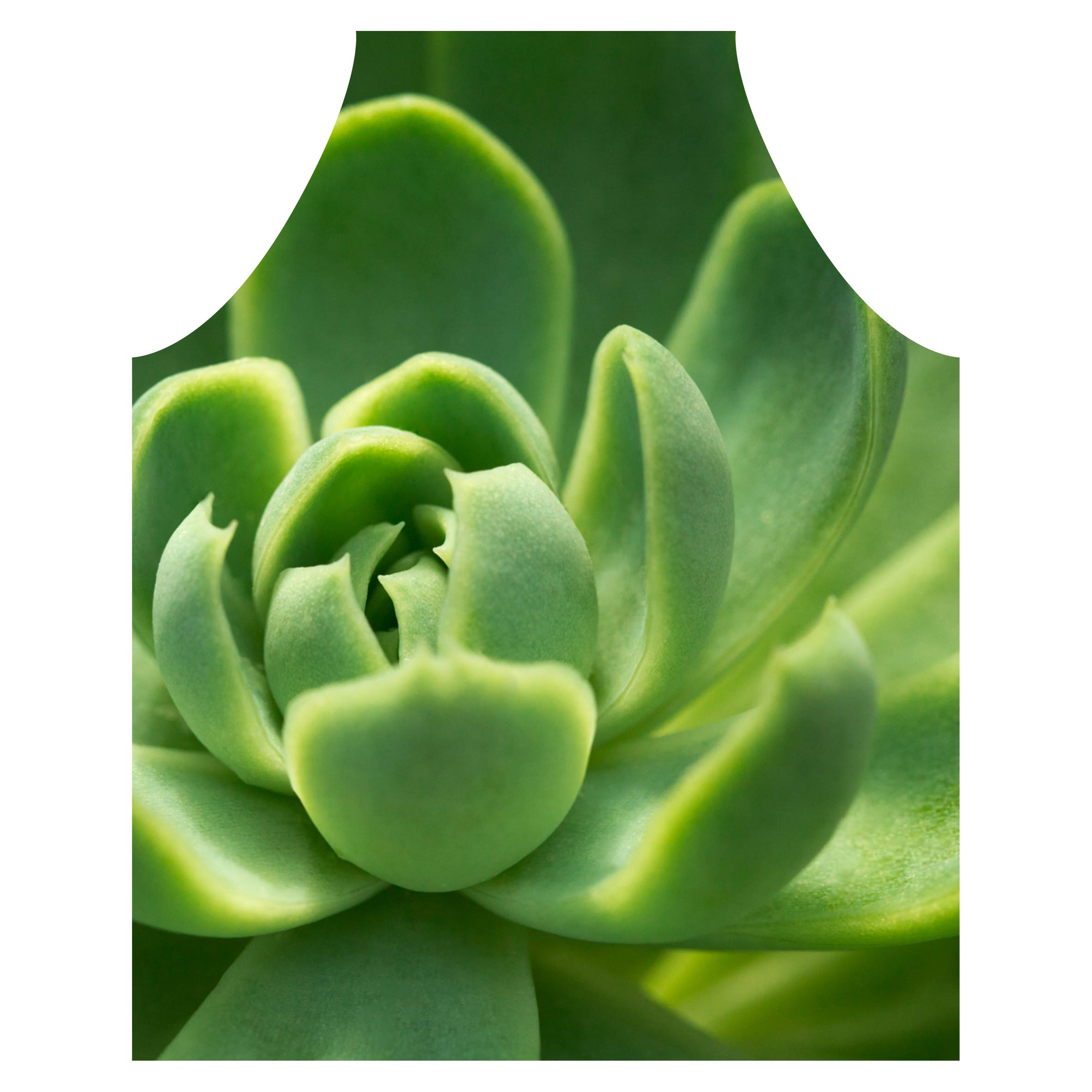 GREEN CORE SUCCULENT APRON