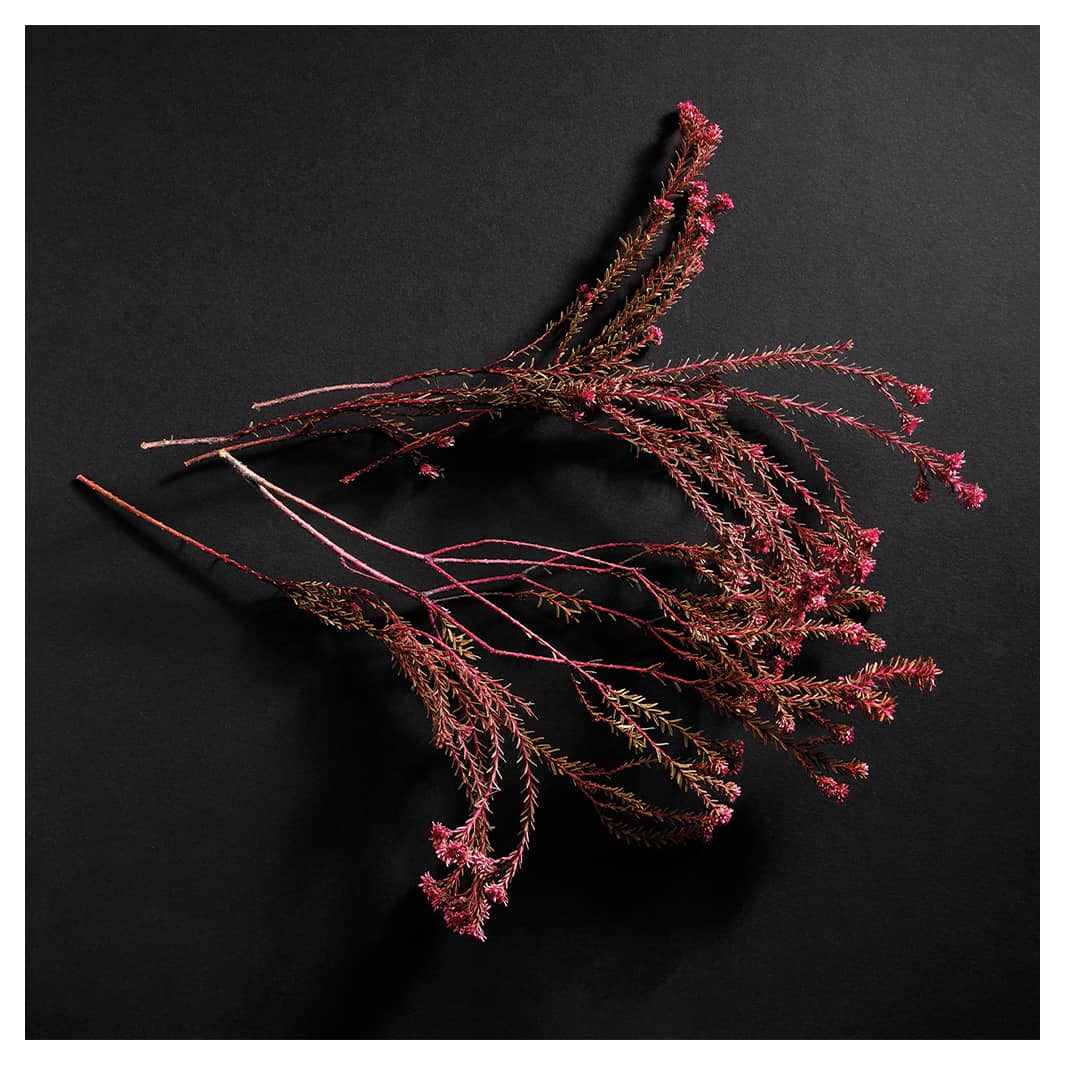 DRIED PINK SPRIGS ON BLACK SQUARE COASTER