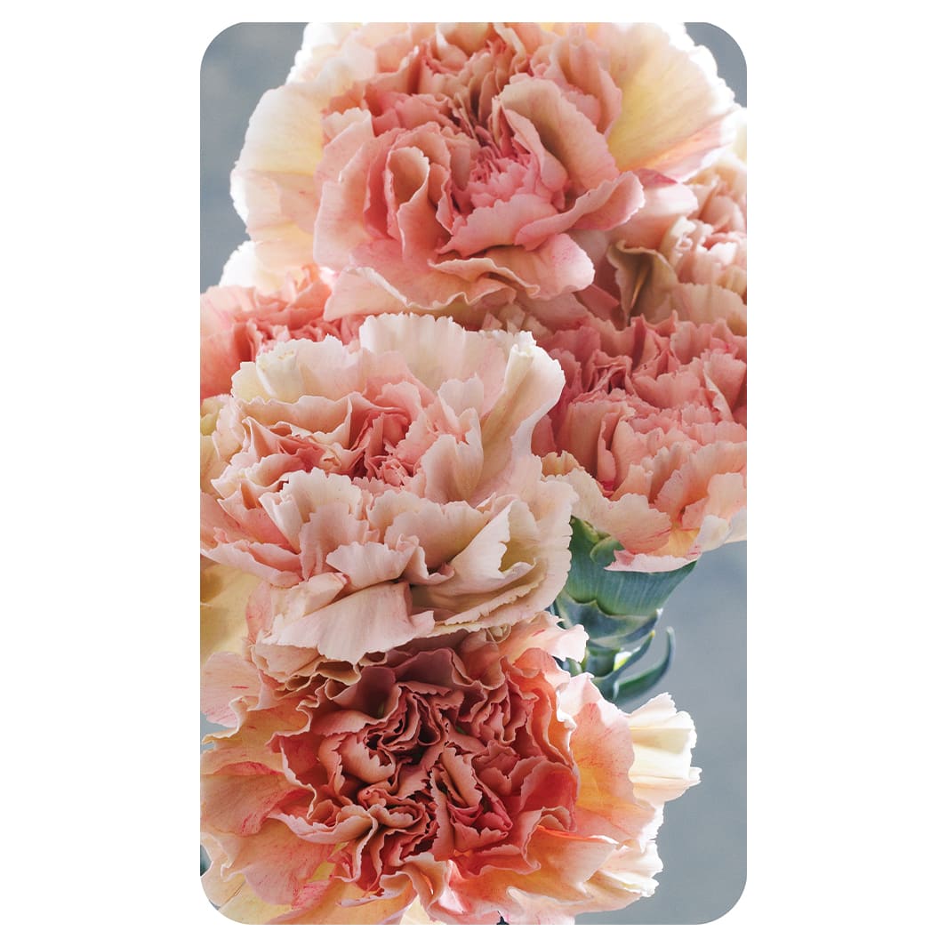PEACH BLOSSOM CARNATION BOUQUET ON BLUE KITCHEN TOWEL