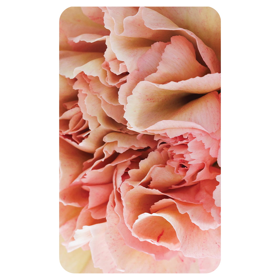 CLOSE-UP PINK BLOSSOM CARNATION KITCHEN TOWEL