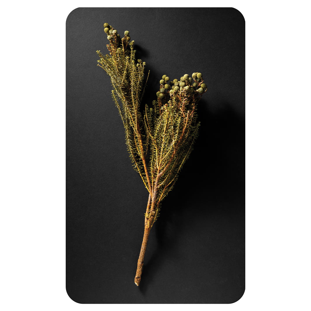 DRIED GREEN FOLIAGE ON BLACK KITCHEN TOWEL