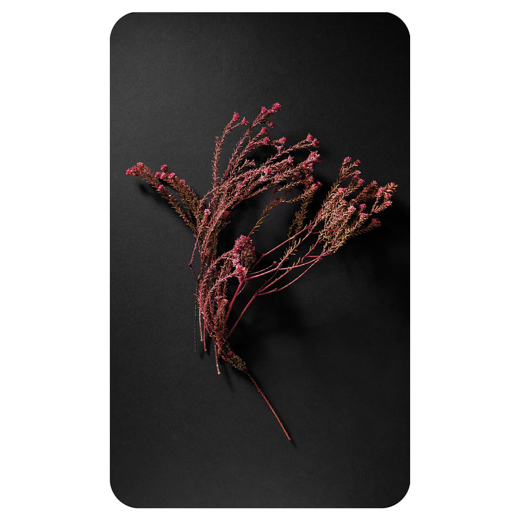 DRIED PINK SPRIGS ON BLACK KITCHEN TOWEL